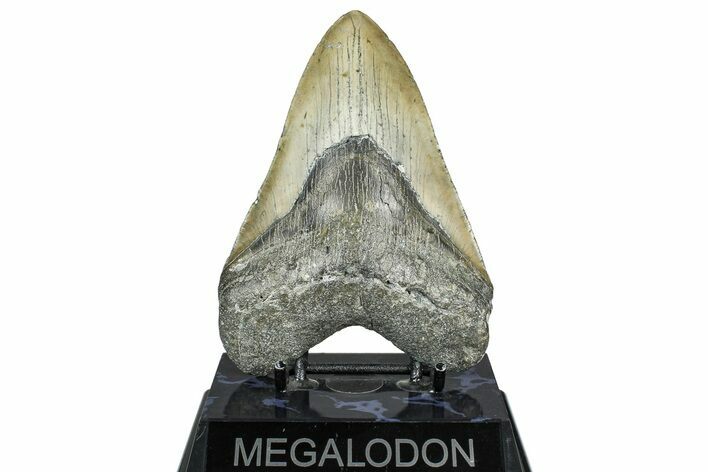 Fossil Megalodon Tooth - North Carolina #365010
